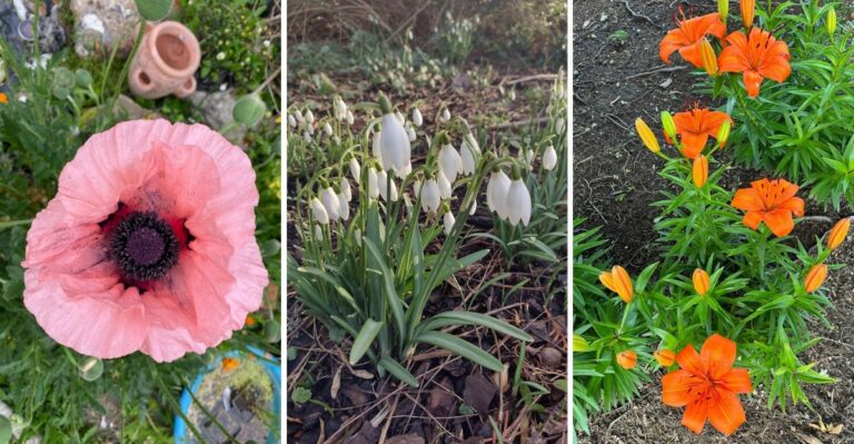 The Grandma’s Garden Flowers New York Homeowners Should Plant This Fall