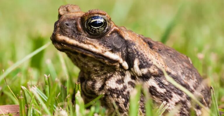 The Toad In Florida Yards That Can Poison A Dog Within Minutes