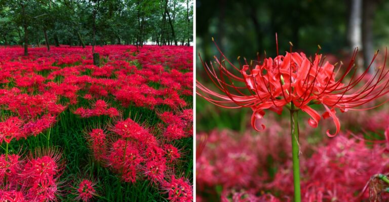 The Striking Red Flowers Rising From Alabama Soil Follow A Backwards Growth Cycle