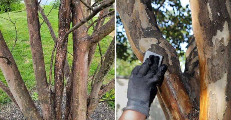 Do This To Your Florida Crape Myrtle In November Instead Of Pruning It