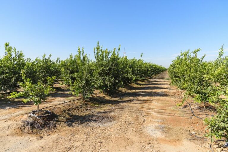 How to Adjust Arizona Citrus Irrigation in October