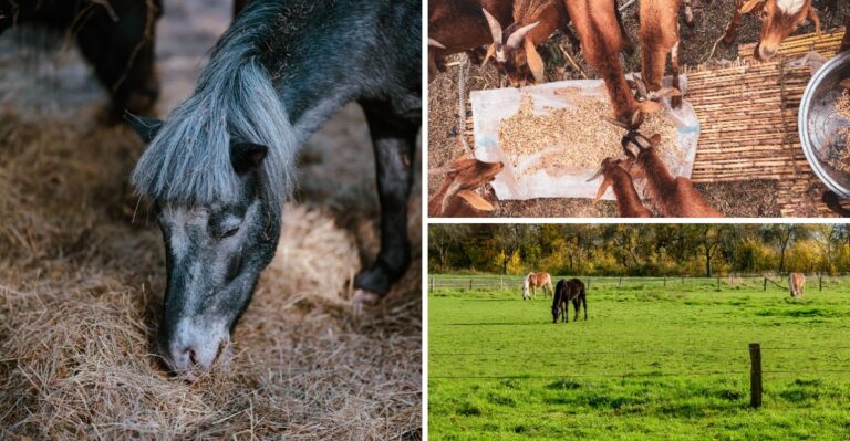 How To Keep Your Horses And Goats Well Fed When Hay Is Hard To Find In Virginia