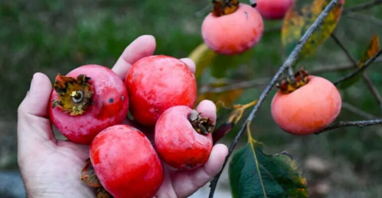 Wrinkled Wild Persimmons In Southern Indiana Are Finally Ready To Pick