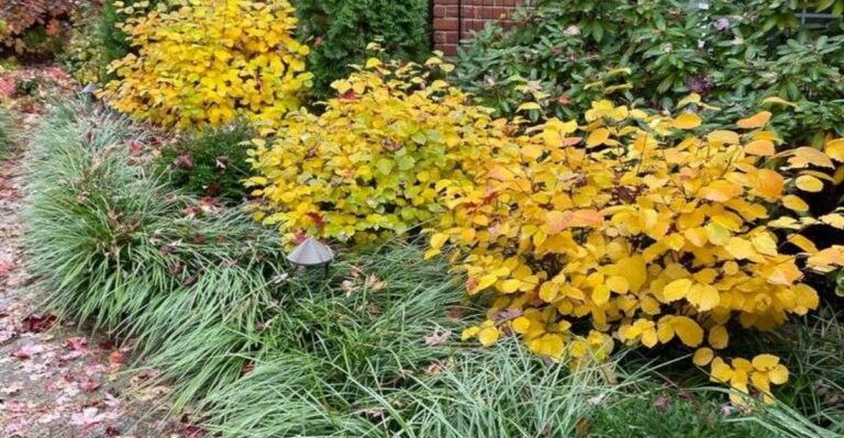 Why Some Michigan Shrubs Are Reblooming After Record Heat And What This Weekend’s Freeze Means For Them