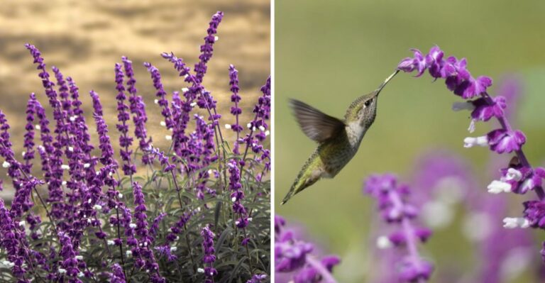 This Plant Blooms Right When Texas Needs Fall Color