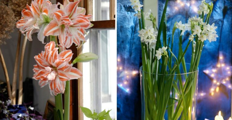 How To Force Paperwhites And Amaryllis For Ohio Holiday Blooms