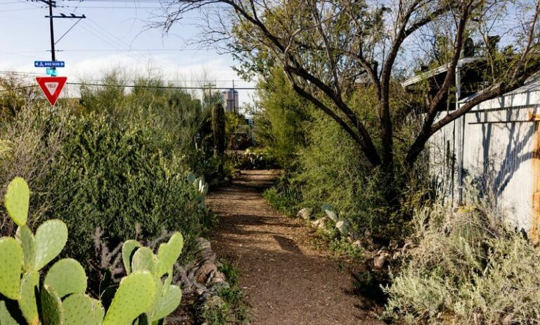 Your Arizona Yard Already Has The Start Of A Food Forest, If You Know Where To Look