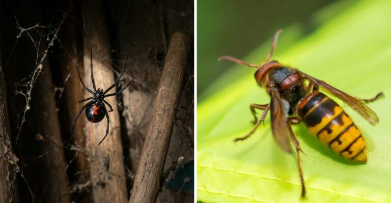 Pennsylvania’s Most Dangerous Venomous Species To Watch For This Fall
