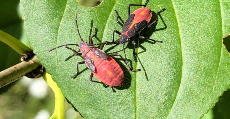 Why Boxelder Bugs Swarm Ohio Houses In October And How To Keep Them Out
