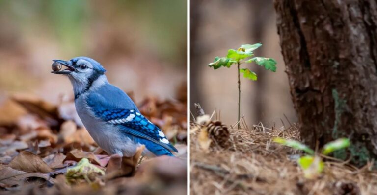 How Blue Jays Are Secretly Planting Oak Trees In Pennsylvania Yards