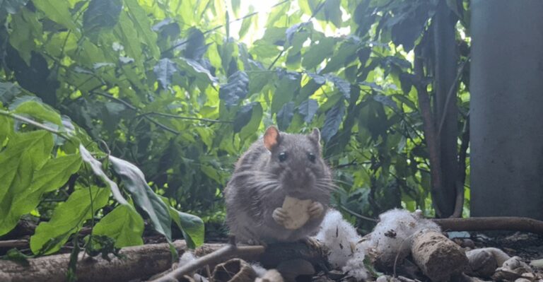 The Beautiful Herb New York Gardeners Swear Keeps Rats Away