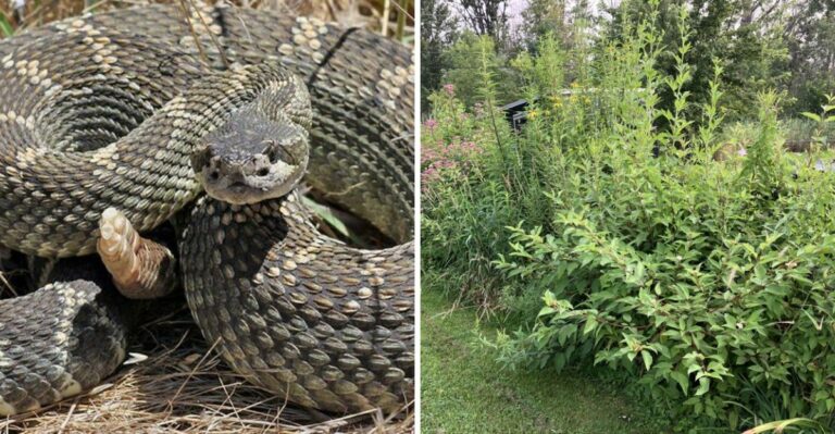 How To Identify Snake Attracting Plants In A California Yard
