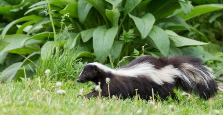 Clever Tricks To Keep Skunks Out Of Your Indiana Yard