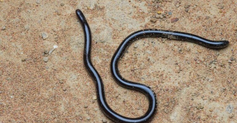 The Pencil-Thin Snake That Florida Gardeners Mistake For A Worm