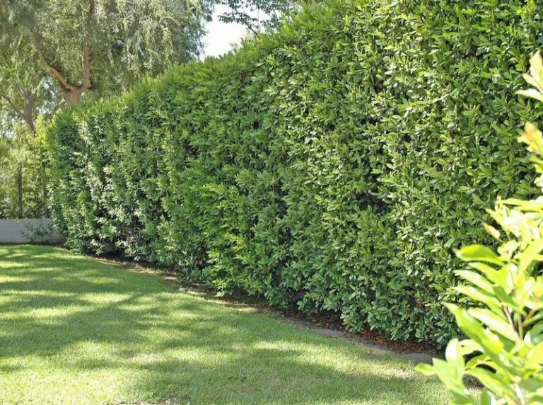 10 Easiest Privacy Plants to Grow in Arizona