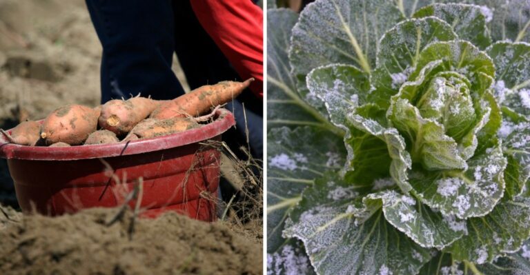 Harvest These Vegetables Before This Weekend’s Ohio Frost – And Leave These For After