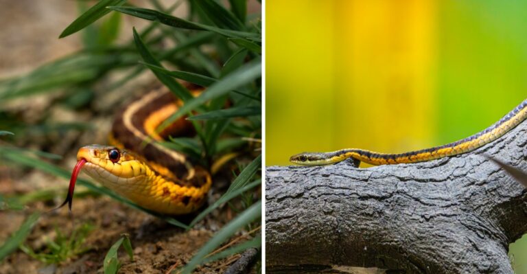 What It Means When A Garter Snake Shows Up In Your New York Garden