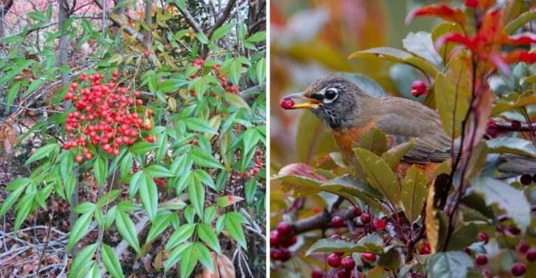 The Glossy Red Berries On Alabama Shrubs Are Setting A Trap For Arriving Flocks