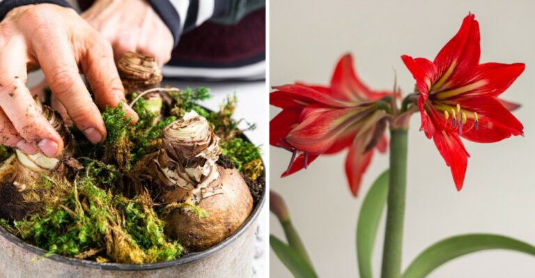 The Amaryllis Trick Gardeners Use For Christmas Blooms