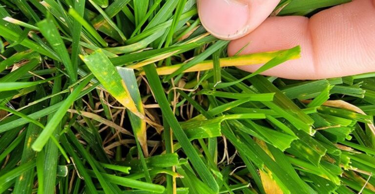What Your St. Augustine Grass Is Telling You With Those October Yellow Patches In Florida