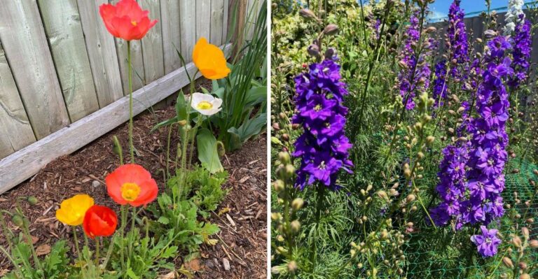 Skip The Pansies And Plant These Cool-Season Flowers In Georgia This Fall