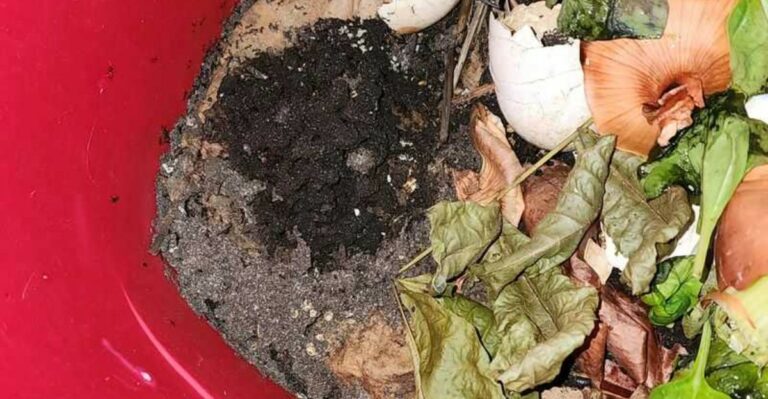 Why Fire Ants Settle Into North Carolina Compost Piles And Raised Beds As Nights Cool