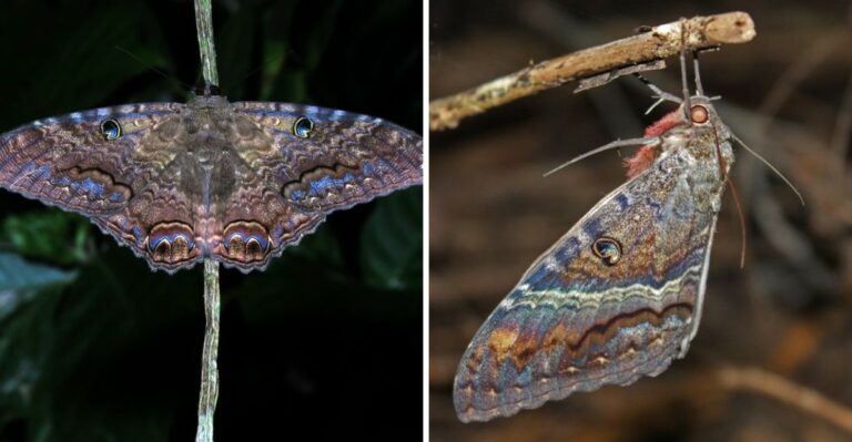 Found A Giant Black Moth On Your Texas Porch? Here’s What It Is