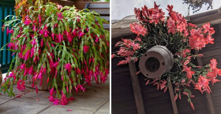 The 50 To 55 Degree Window That Sets Christmas Cactus Buds In Alabama