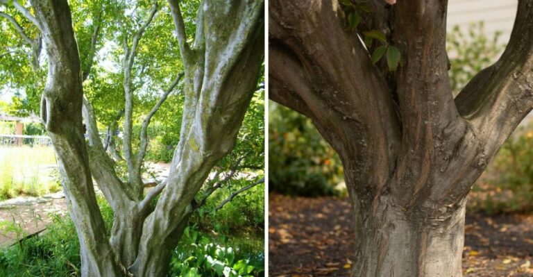 This Ohio Native Tree’s Muscle-Like Bark Is Its Best Winter Feature