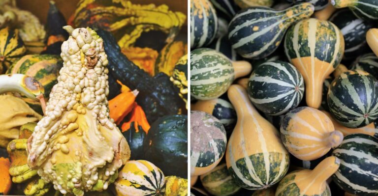 10 Pumpkins And Gourds Still Worth Harvesting In North Carolina This Week