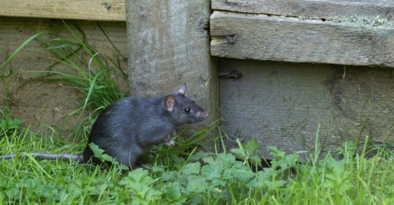 8 Early Signs Of Rats In Your North Carolina Yard Before They Head Indoors