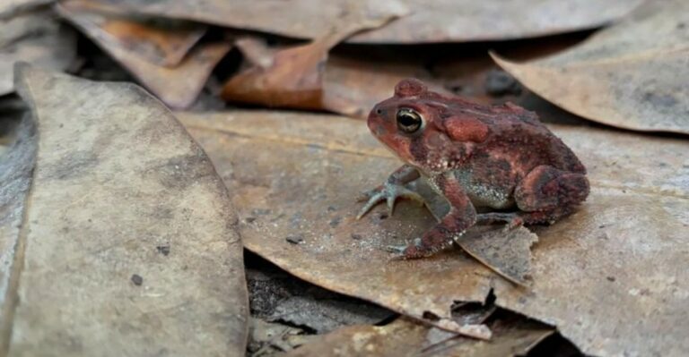 That Southern Toad In Your Georgia Yard May Be Helping More Than You Think