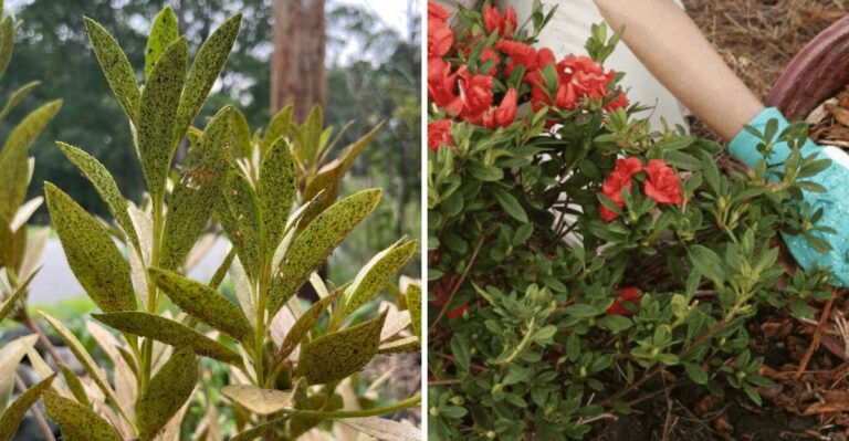 Stop Pruning Florida Azaleas In October, Or You’ll Cut Off Spring’s Blooms