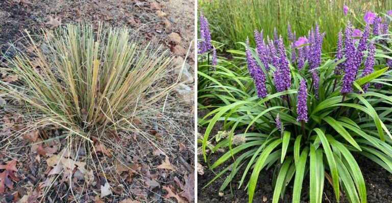 Liriope Cut Back In October Spends The Whole Winter Looking Ragged In Georgia