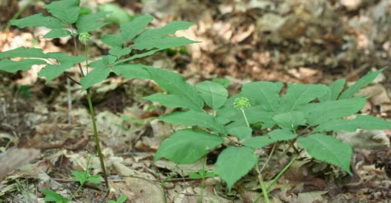 Wild Ginseng Can Be Dug In Indiana Until December 31, But Not On Any State Property
