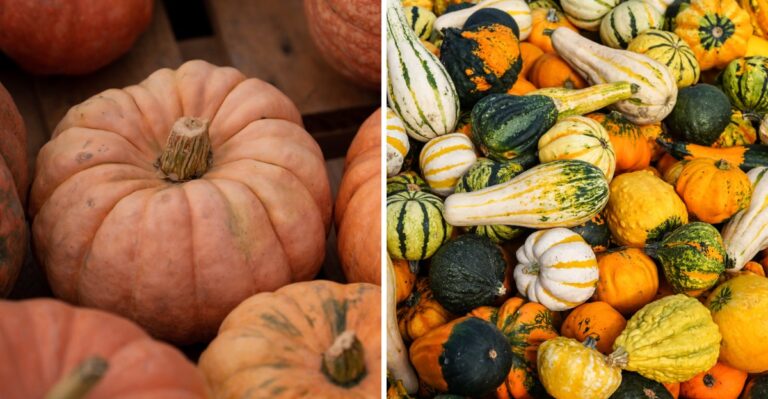 8 Pumpkin And Gourd Varieties That Thrive In Texas’s Fall Heat