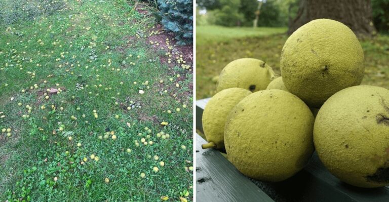 Black Walnuts Are Pelting Your New York Yard – Here’s What To Do With Them