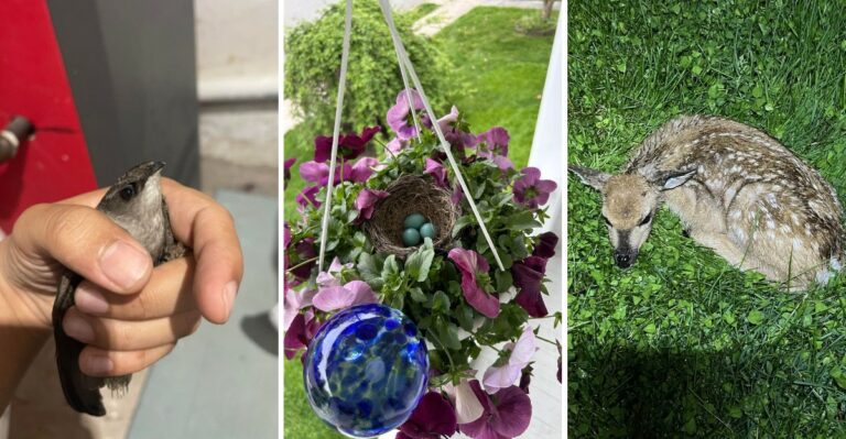 Creatures You Can’t Legally Remove From Your New York Home Or Garden