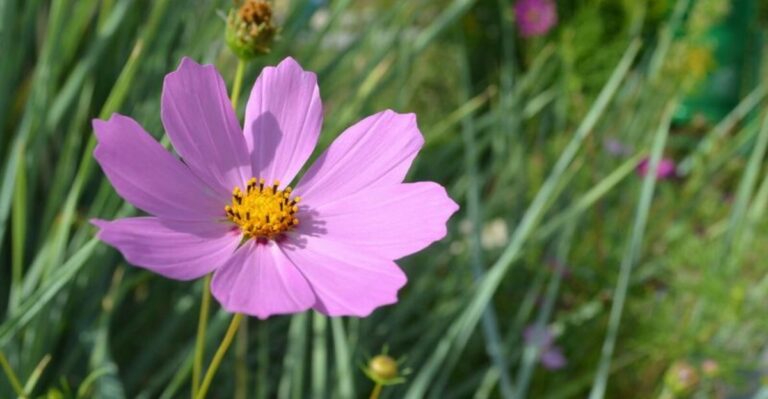 This Fall Flower Is Still Blooming Across Indiana, But Not For Much Longer