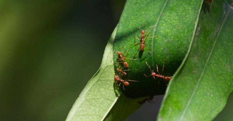 How To Get Fire Ants Out Of Potted Plants In North Carolina Without Harming The Plant