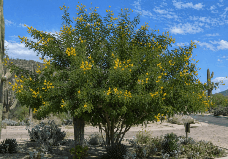 8 Small Trees That Shade an Arizona Patio Without Wrecking the Pavers