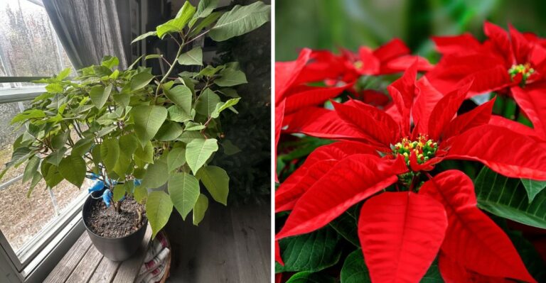 Want Your Poinsettia To Bloom Again? Ohio Gardeners Should Do This In October