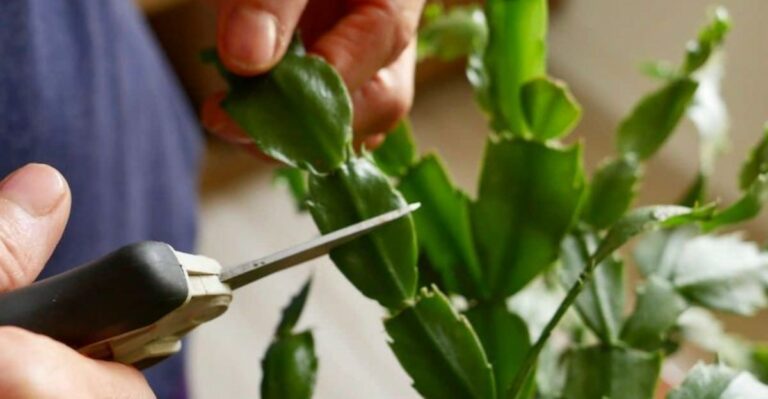 Why You Should Never Prune Your Christmas Cactus In Fall In North Carolina