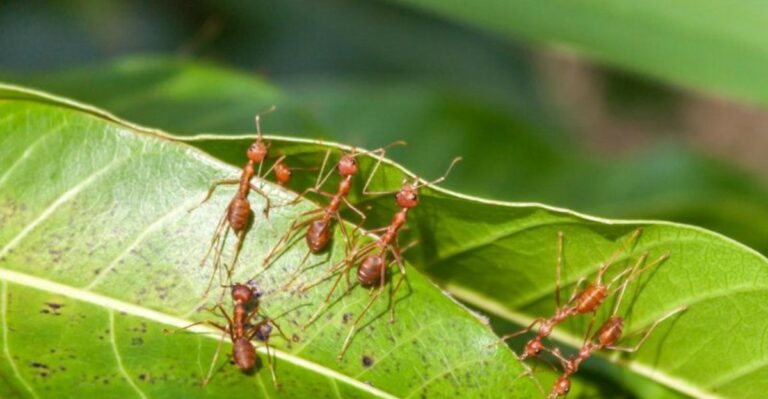 How To Tell If Ants In Your California Yard Are An Invasive Species