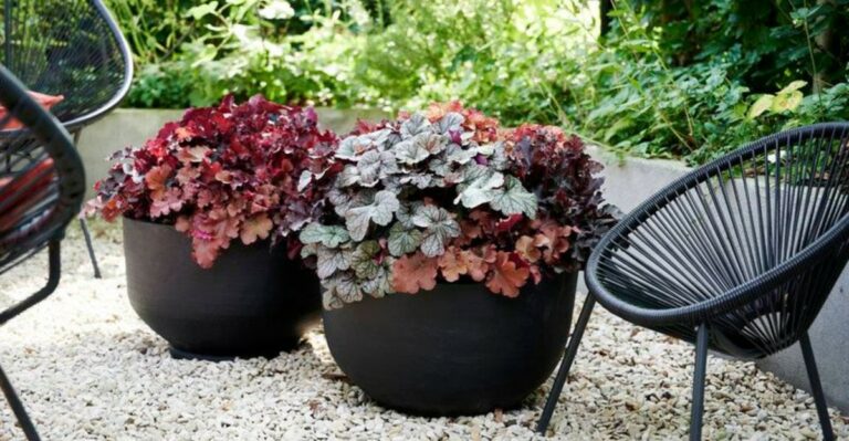 Native Ohio Plants To Grow Instead Of Ornamental Kale In Fall Pots