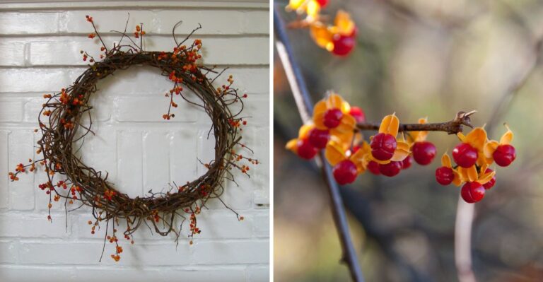 The Fall Decoration That’s Helping An Invasive Vine Take Over New York