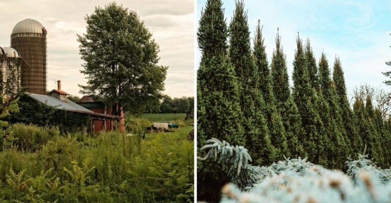 The Old Ohio Farm Trees That Still Mark Where Houses Once Stood