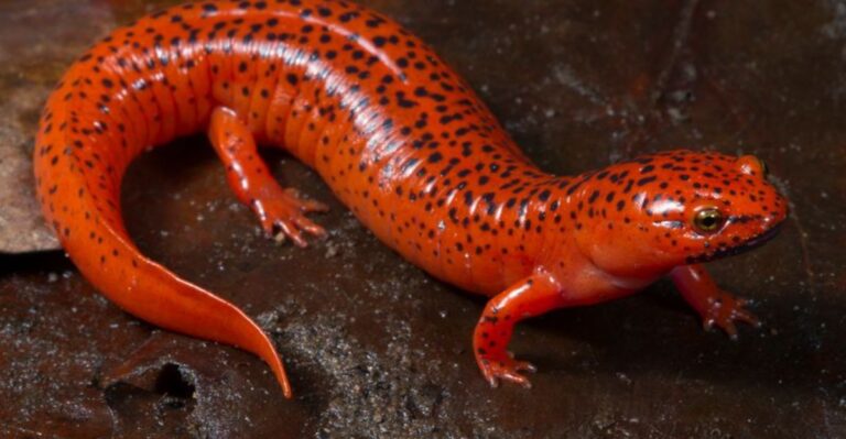 Why Red Salamanders Are Good To Have Around Georgia Gardens This Fall