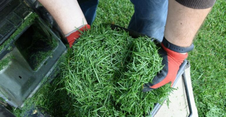 One Simple Natural Item To Make Your Ohio Lawn Thick And Green This October
