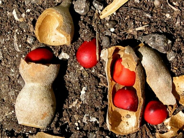 Arizona’s Texas Mountain Laurel Has Poisonous Seeds in Its Pods, But Does It Drop Them All Winter?
